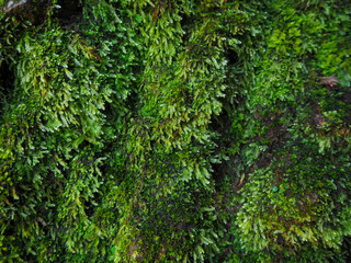 Round natural beautiful green moss on the stone background texture beautiful in nature, Green spruce branches, Beautiful background of moss for wallpaper.