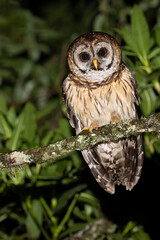 Fulvous Owl, Strix fulvescens