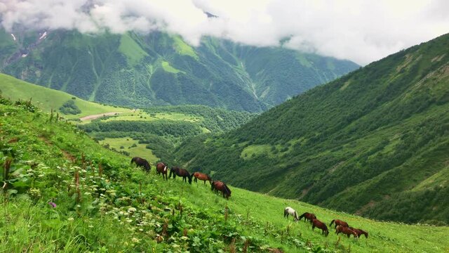 Scenic view of many wild horses together eating grass in natural green landscape environment with beautiful background of caucasus mountains. Racha region in Georgia.