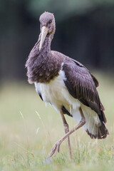 Black Stork, Ciconia nigra
