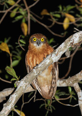 Babar Boobook, Ninox cinnamomina