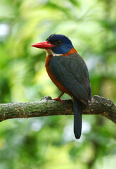 Green-backed Kingfisher, Actenoides monachus