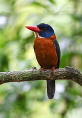 Green-backed Kingfisher, Actenoides monachus