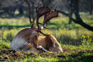 Fallow Deer