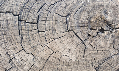 Fototapeta premium The bark of tree texture background