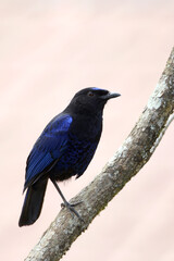 Malabar Whistling Thrush, Myophonus horsfieldii