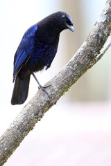 Malabar Whistling Thrush, Myophonus horsfieldii