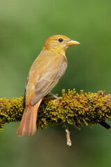 Summer Tanager, Piranga rubra