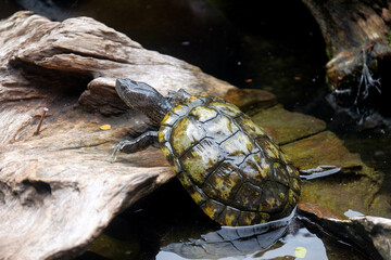 Naklejka premium A turtle that was climbing onto the rocks
