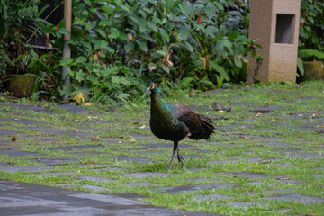 Peacock walking in the garden