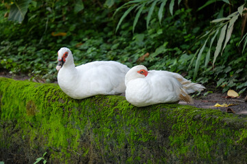 Two ducks on the wall