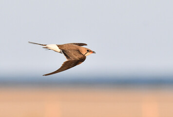 Collared Pratincole, Glareola pratincola