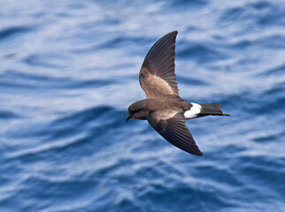 Elliot’s Storm Petrel, Oceanites gracilis