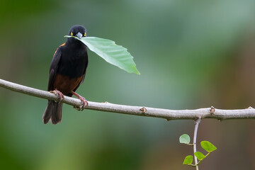 Vieillot's Black Weaver, Ploceus nigerrimus