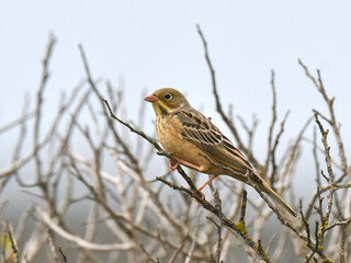 Ortolan Bunting, Emberiza hortulana