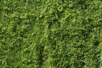green ivy background
