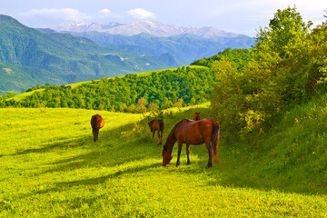 Fototapeta na wymiar Armenia mountain view, Horses pasture