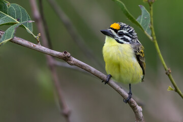 Yellow-fronted Tinkerbird, Pogoniulus chrysoconus