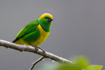 Golden-browed Chlorophonia, Chlorophonia callophrys