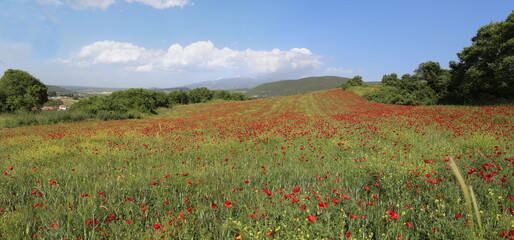 Flower field near Drama , Greece landscape