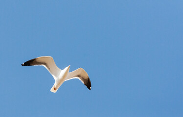 Baltische Mantelmeeuw, Baltic Gull, Larus fuscus fuscus