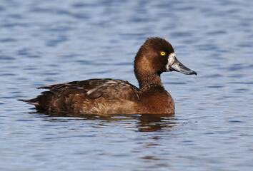 Lesser Scaup, Aythya affinis