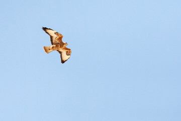 Steppe Buzzard, Buteo buteo vulpinus