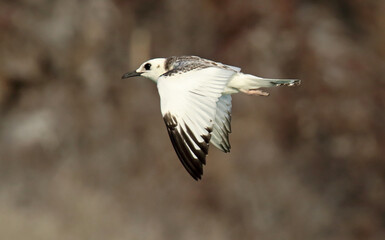 Swallow-tailed Gull, Creagrus furcatus