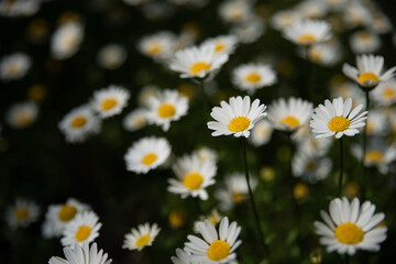 공원에 핀 하얀색 데이지 꽃