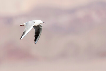 Dunbekmeeuw, Slender-billed Gull, Chroicocephalus genei
