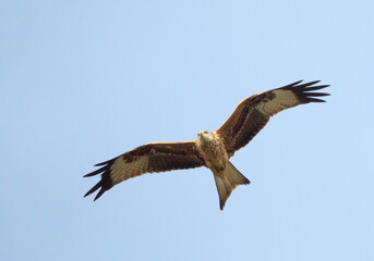 Fototapeta premium Red Kite, Milvus milvus