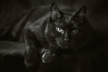 Close-up of a black Turkish Angora senior cat against dark studio background