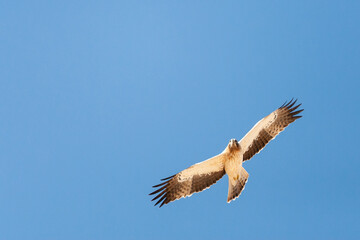 Booted Eagle, Hieraaetus pennatus