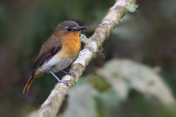 White-bellied Robin-Chat, Cossyphicula roberti