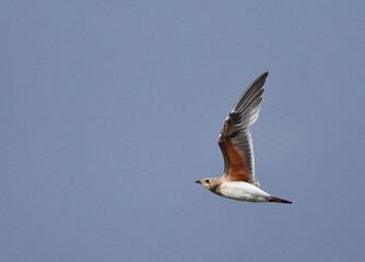 Collared Pratincole, Glareola pratincola