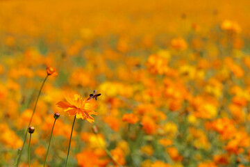 Beautiful yellow cosmos flower blooming in the fields.