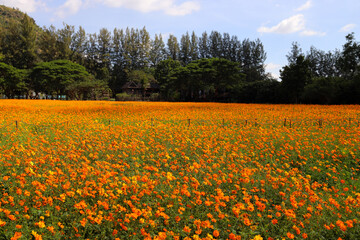 Beautiful yellow cosmos flower blooming in the fields.