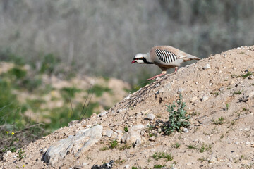 Aziatische Steenpatrijs, Chukar, Alectoris chukar