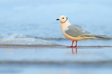 Ross's Gull, Rhodostethia rosea