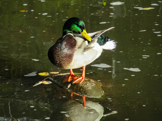 Drake cleaning its wing while standing on a small rock in a pond in sunlight.