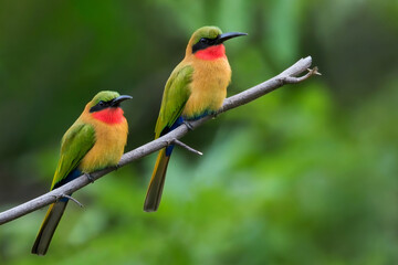 Red-throated Bee-eater, Merops bulocki