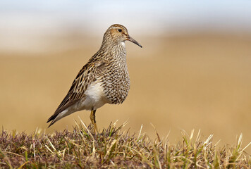 Pectoral Sandpiper, Calidris melanotos