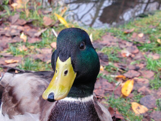 Drake close up in a park.
