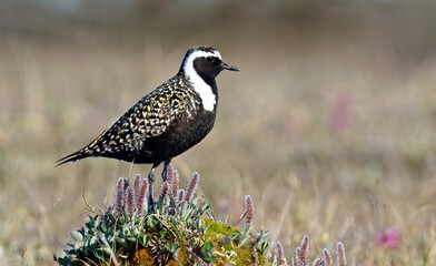 American Golden Plover, Pluvialis dominica