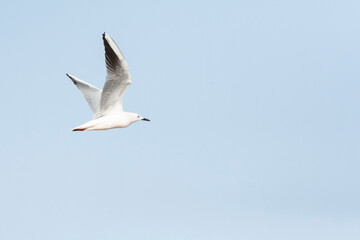 Dunbekmeeuw, Slender-billed Gull, Chroicocephalus genei