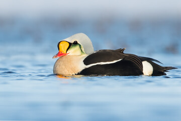King Eider, Somateria spectabilis