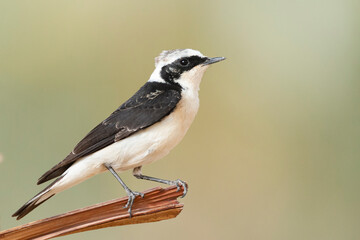 Vitatta Bonte Tapuit, Vittata Pied Wheatear, Oenanthe pleschanka vittata