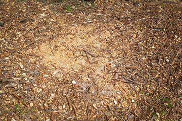 shavings on the ground