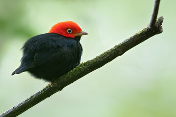 Red-capped Manakin, Ceratopipra mentalis