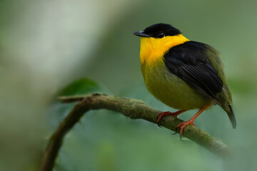 Golden-collared Manakin, Manacus vitellinus